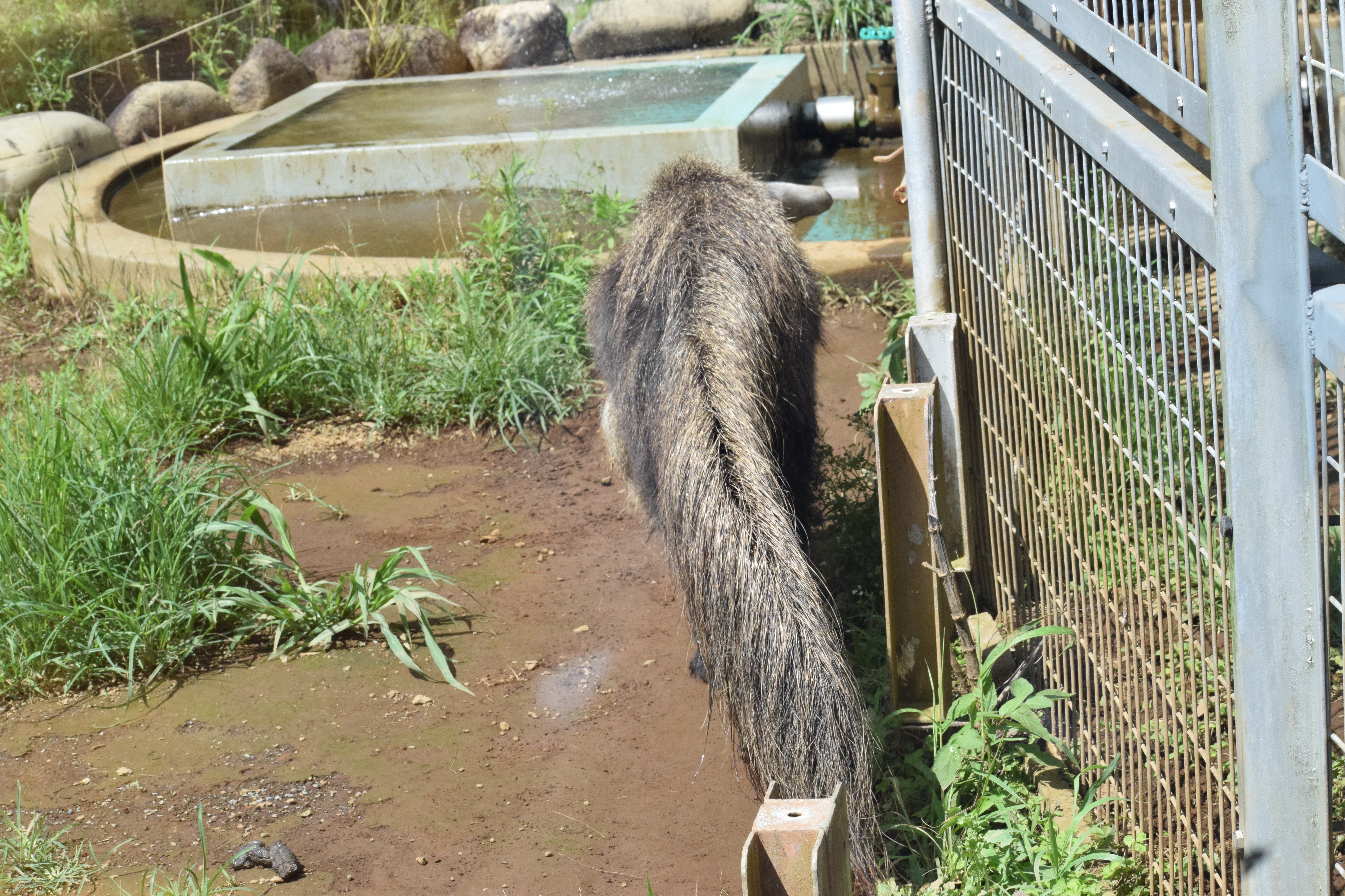 日本平動物園 18年07月08日 オオアリクイ特集 にわ管